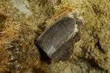 Fossil Hadrosaur Tooth & Bone Section in Sandstone - Wyoming #380401-2